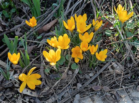 Не пропусти первоцветы: как жители Подмосковья могут помочь сохранить редкие растения