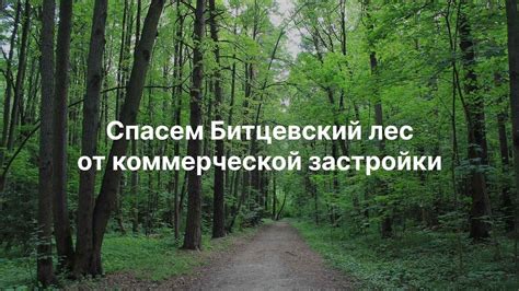 Спасти лес — значит сохранить здоровье регионов: почему консервация важна