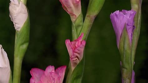 Тропические цветы распускаются не по расписанию: как меняется сезонность