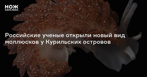 Учёные открыли новый вид моллюсков, существующих со времён динозавров