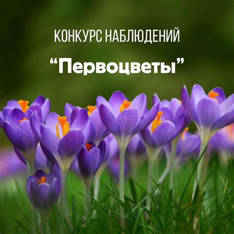 Весна в кадре: всероссийский конкурс фенологических наблюдений «Первоцветы»